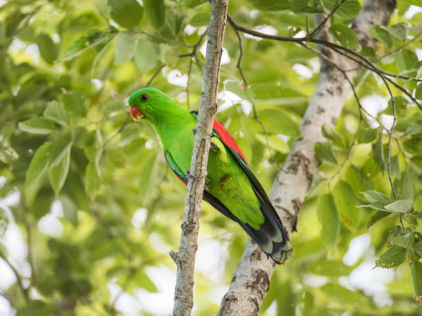 istock Colourful Red-winged Green Parrot 1145847447