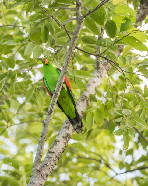 istock Low Angle of Red-winged Parrot 1145847468