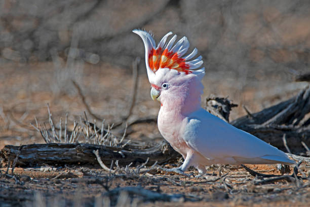 istock Far South West QLD Wildlife 1145847506