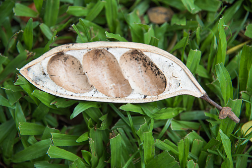Close-up of fig tree seed pod empty half fallen on ground in Darwin, Australia