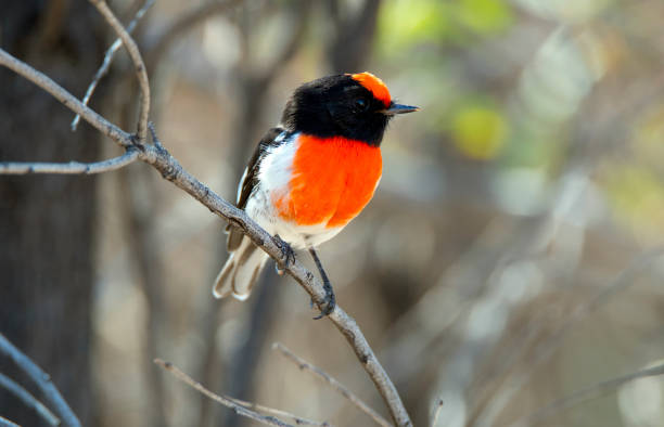 Birds of inland Queensland gibber and mulga post drought