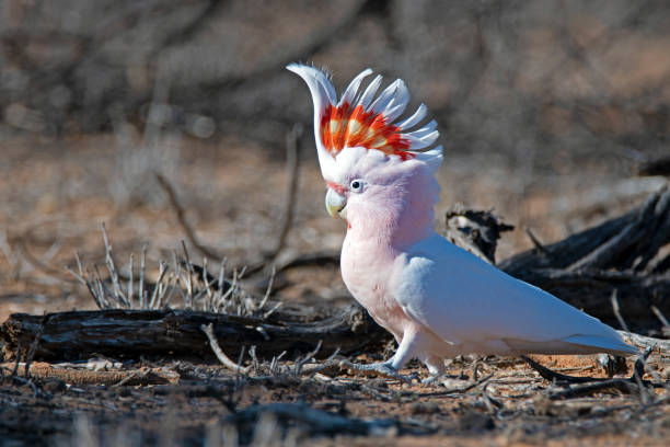 istock Far South West QLD Wildlife 1145847673