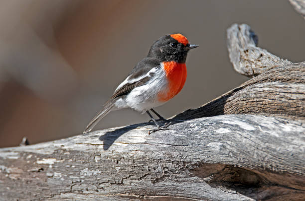 istock Far South West QLD Wildlife 1145847689