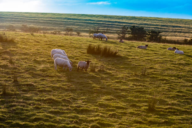 istock Landscape in Northern Ireland 1145849101