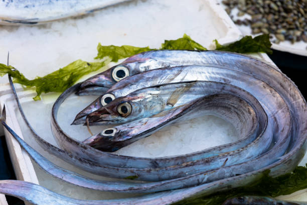lepidopus caudatus, pesce bandiera in italian, at fish market,Naples