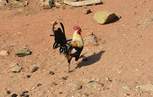 Ruffled feathers on a rooster walking away.