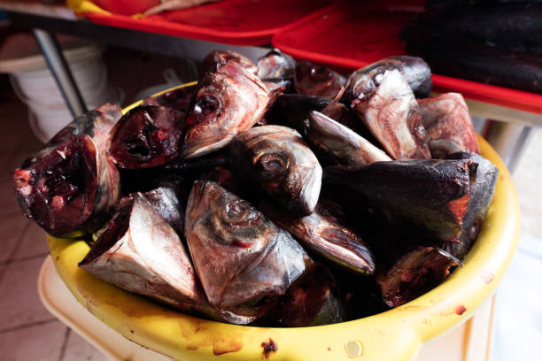 главы рыб на рынке морепродуктов - coryphaena стоковые фото и изображения