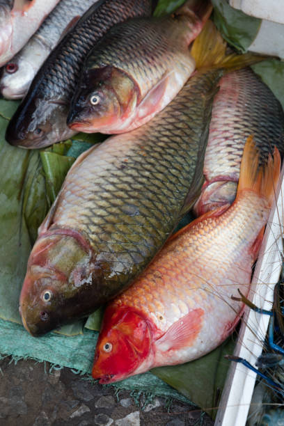 fische in laos ausgesetzt - coryphaena stock-fotos und bilder