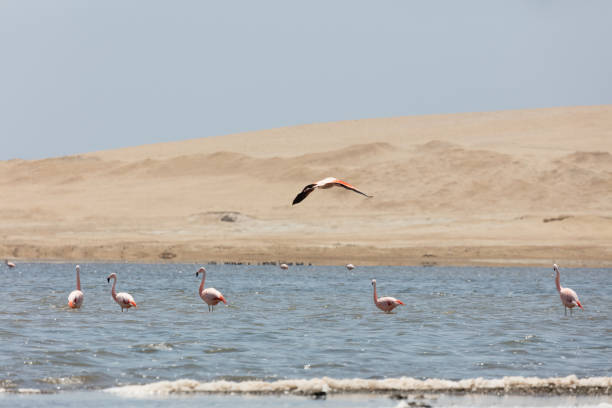 Flamingos  in Paracas, Peru stock photo