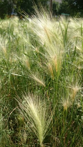istock Feathers of grass in the sunlight, swaying in the wind wind. 1145850535