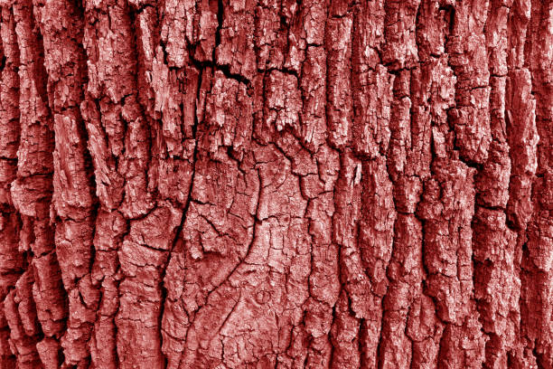 Bark of old big oak tree texture in red tone. Abstract background and texture for design.