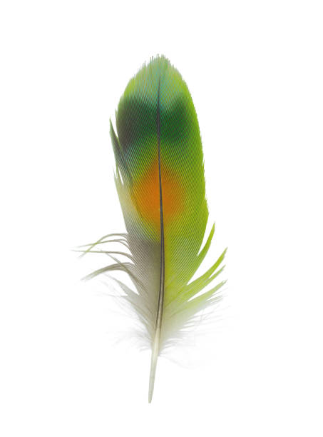 istock Feather green color isolated on white background 1145851083