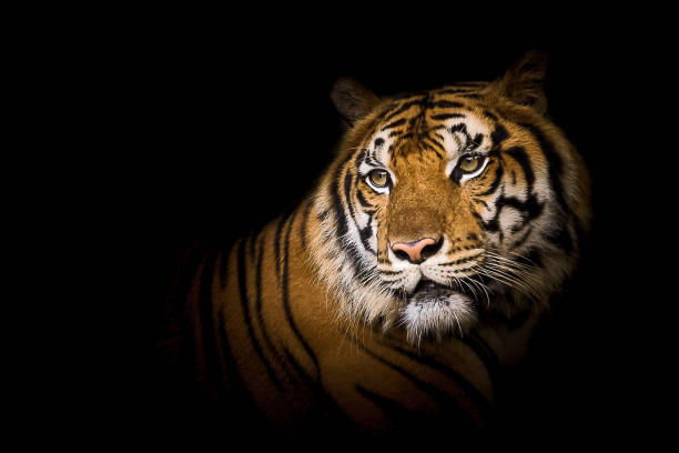 istock Portrait of tiger. 1145851279