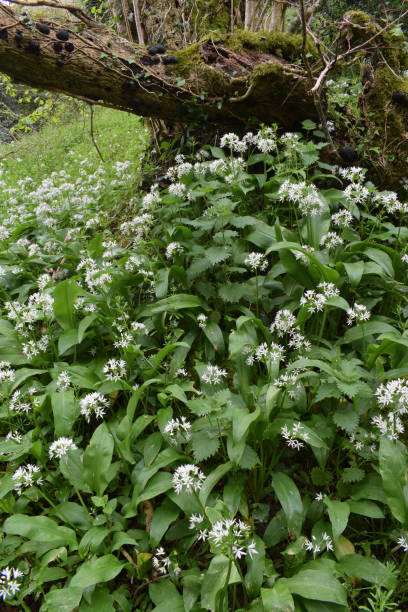 istock Wild garlic in A Springtime Cornish woodland 1145853032