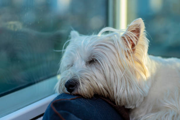 istock Beautiful white dog resting. Westie Terrier dog. 1145854539