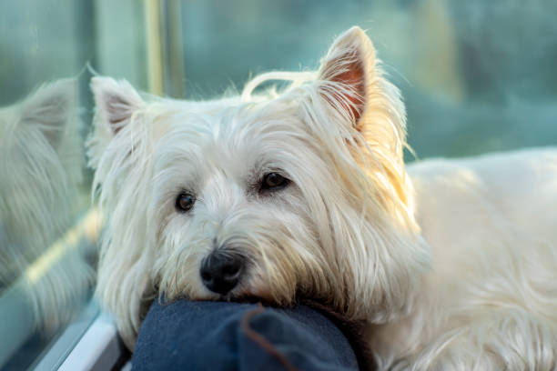 istock Beautiful white dog resting. Westie Terrier dog. 1145854562