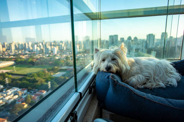 istock Beautiful white dog resting. Westie Terrier dog. 1145854563