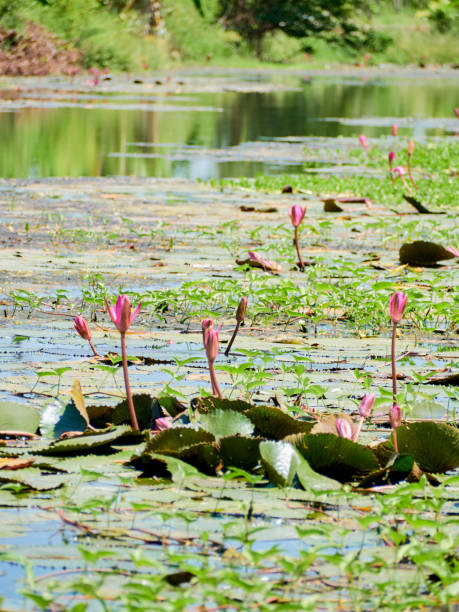 istock Purple Lotus beautiful in a pond 1145855863