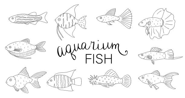 Vector black and white set of aquarium fish isolated on white background. Monochrome collection of molly, guppy, platyfish, goldfish, danio, scalare, cichlasoma, ancistrus, gourami. Underwater illustration for pet shops. black molly fish stock illustrations