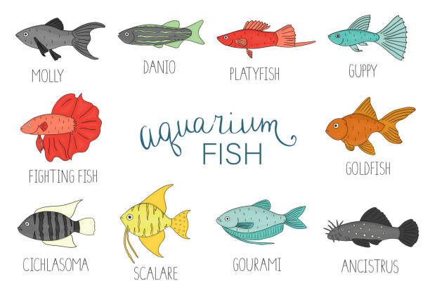 illustrations, cliparts, dessins animés et icônes de ensemble coloré de vecteur de poissons d’aquarium d’isolement sur le fond blanc. - ancistrus