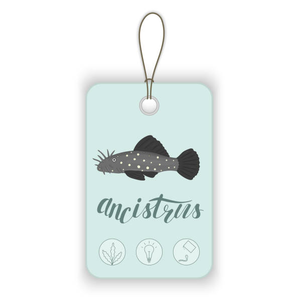 illustrations, cliparts, dessins animés et icônes de étiquette de prix de vecteur avec le poisson d’aquarium et le lettrage. - ancistrus