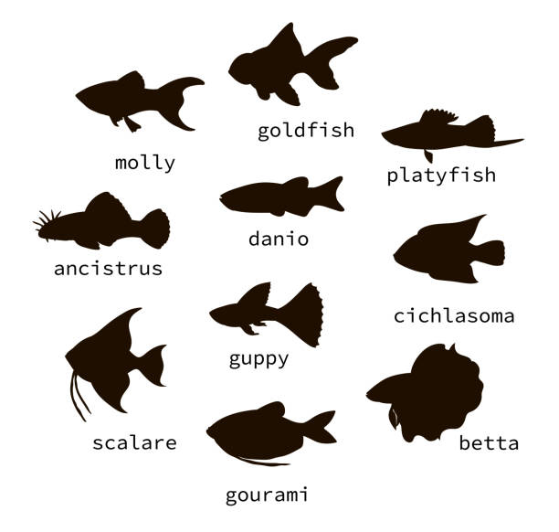 Vector set of black aquarium fish silhouettes with text. Vector set of black aquarium fish silhouettes with text. Collection of isolated on white background monochrome molly, guppy, platyfish, goldfish, danio, scalare, cichlasoma, ancistrus, gourami. Cartoon style. black molly fish stock illustrations