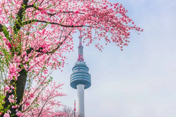 Spring cherry blossoms and Seoul tower at sunset, Seoul in South Korea