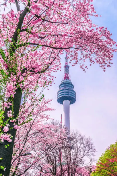 Spring cherry blossoms and Seoul tower at sunset, Seoul in South Korea