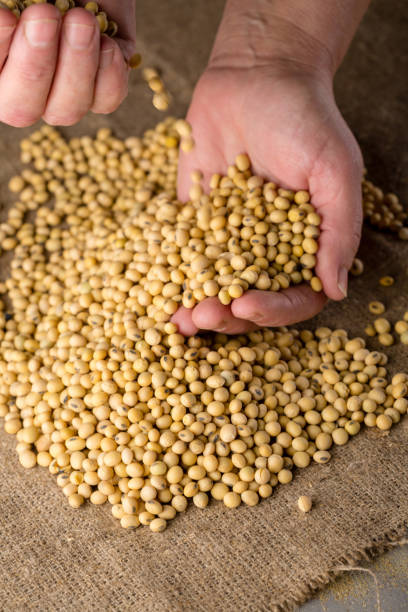 istock Concept of rich soybeans harvest 1145857728