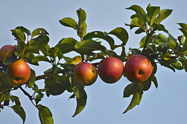 Natural landscape - red appels on branch.