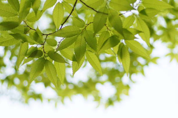 istock Fresh leaves, sky background, oak, zelkova, cherry tree, maple 1145859662