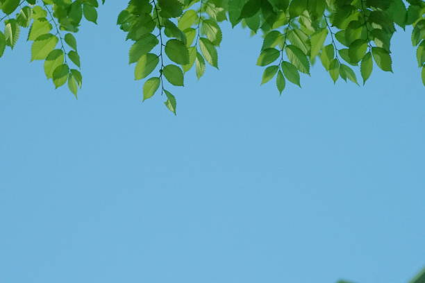 istock Fresh leaves, sky background, oak, zelkova, cherry tree, maple 1145860174