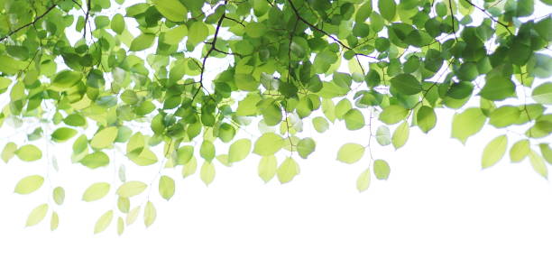istock Fresh leaves, sky background, oak, zelkova, cherry tree, maple 1145860177