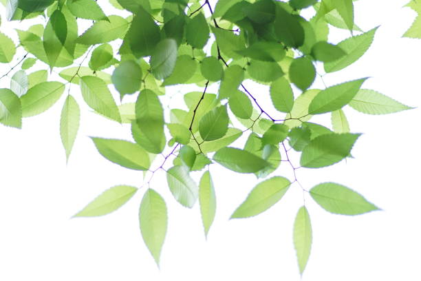 istock Fresh leaves, sky background, oak, zelkova, cherry tree, maple 1145860188