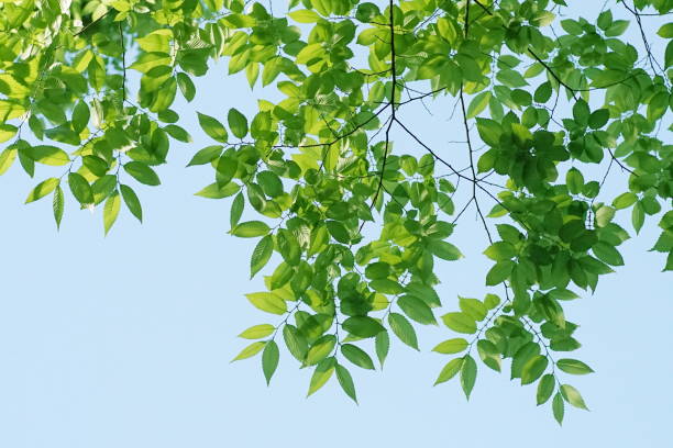 istock Fresh leaves, sky background, oak, zelkova, cherry tree, maple 1145860193