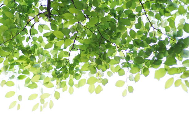istock Fresh leaves, sky background, oak, zelkova, cherry tree, maple 1145860215