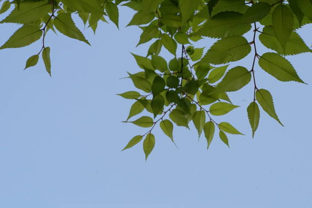 istock Fresh leaves, sky background, oak, zelkova, cherry tree, maple 1145860224