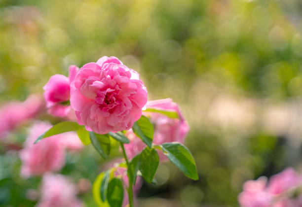istock Pink roses in the garden 1145862352
