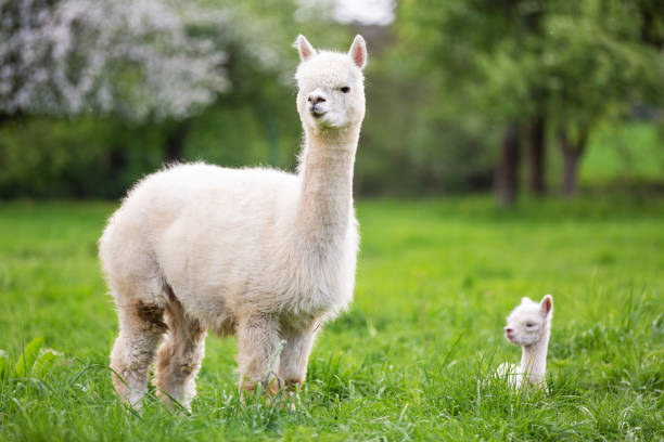 alpaca blanca con descendencia, mamífero sudamericano - alpaca fotografías e imágenes de stock