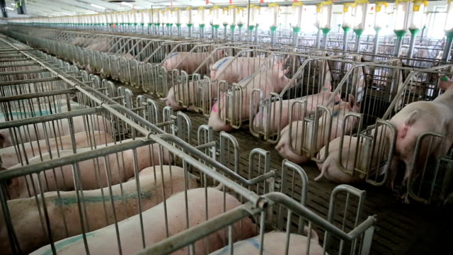 Pig farm with many pigs