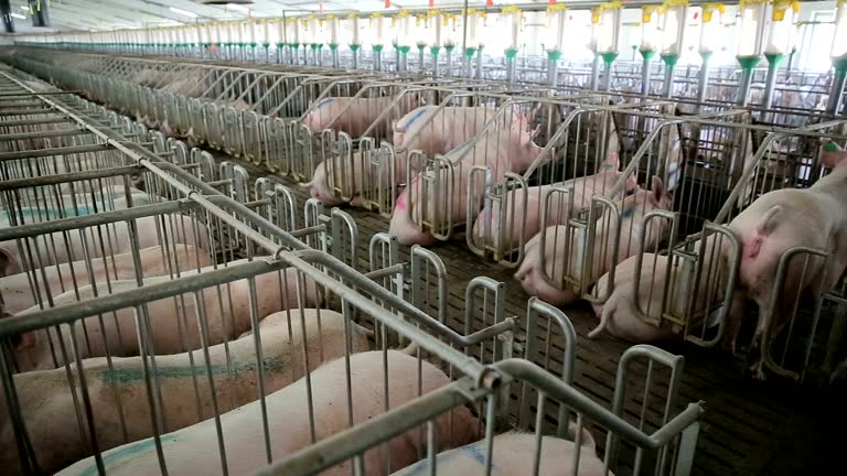 6,594 Pig Farm Stock Videos and Royalty-Free Footage - iStock | Agriculture, Farm field, Farmer 6,594 Pig Farm Stock Videos and Royalty-Free Footage - iStock | Agriculture, Farm field, Farmer