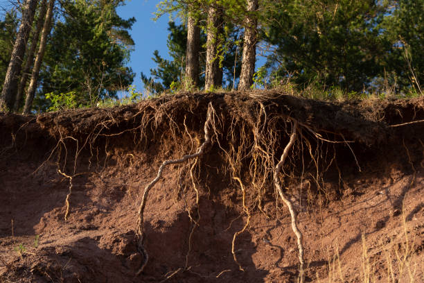 나무가 자라는 언덕을 물로 씻 겨 냅니다. 땅에서 돌출 된 나무의 뿌리 - dirt eroded nature abstract nature 뉴스 사진 이미지