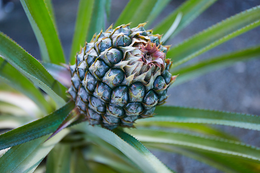 Pineapple plant, Young flower of pineapple in the garden.