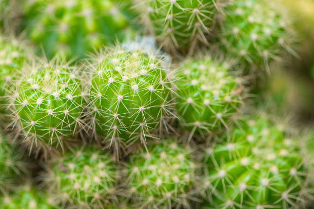 istock Green cactus in garden 1145865116