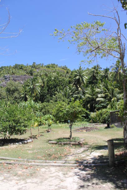 istock seychelles tropical island 1145865133