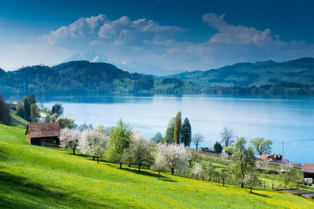 view of picturesque Swiss mountain and lake landscape at the Zugersee Lake in central Switzerland on a beautiful spring day