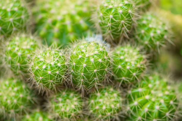 istock Green cactus in garden 1145865283