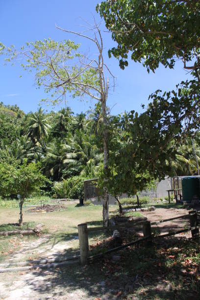 istock seychelles tropical island 1145865371