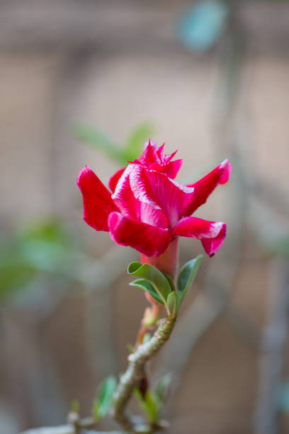 czerwony adenu lub kwiat róży pustynnej - wystawa ogrodnicza zdjęcia i obrazy z banku zdjęć