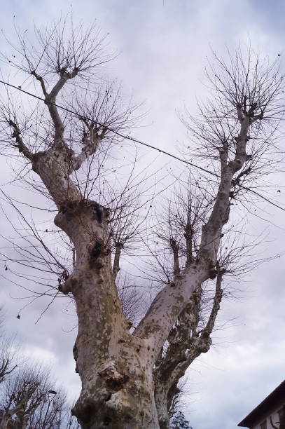 albero nudo in inverno - winter bare tree landscape forest foto e immagini stock